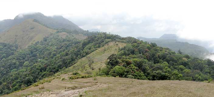 Tropical Forest