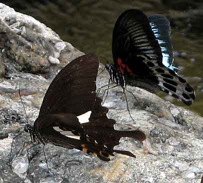 Butterflies