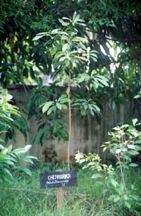Chenkurunji