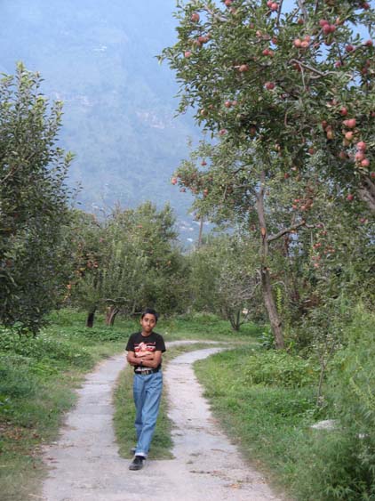 Apple Orchad
